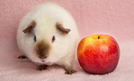 属鼠人2024年运势具体表现，需要注意什么