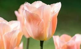 1977年属蛇2024年幸运颜色，77年属蛇的今年穿什么颜色最好