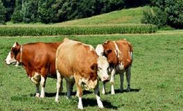 属牛的人2024年破太岁，应该如何化解