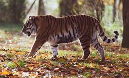 属虎人2024年有什么灾难