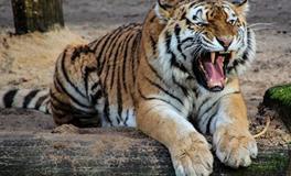 1986年的属虎女在2024年婚姻和运势如何