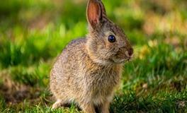 属鼠人2024年有什么灾难，如何化解灾难