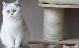 家居养宠物猫有什么需要注意的