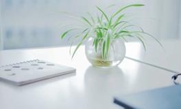 打造和谐办公环境，办公室绿植风水布置指南