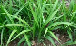 为何说堂前生瑞草，好事儿不如无？