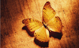 送狮子男生什么礼物，送狮子男什么礼物最好？