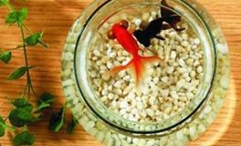 掌握养鱼之道：如何实现“风生水起”的家居运势