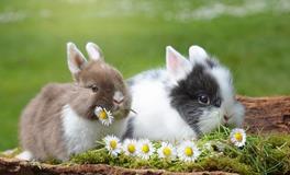 2025属兔人的运势和财运