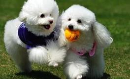 与宠共兴：掌握科学养宠法，共赴美好人生！