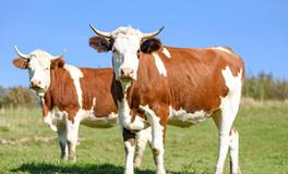 2025属牛犯太岁吗