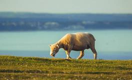 2025属羊犯太岁吗