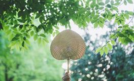 小暑时节：暖风轻拂，白昼悠长，万物茁壮生长