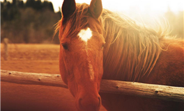 郑博士每日生肖运势2025年7月4日