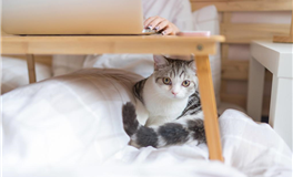 李云天每日生肖运势2025年8月25日