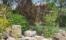 合理看待坟地树木生长：改变墓地风水的新视角