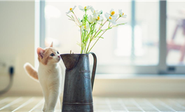 古易方一周生肖运势+每日宜忌（11.10-11.16）