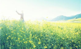 D.H.APP生肖猪2026年运势